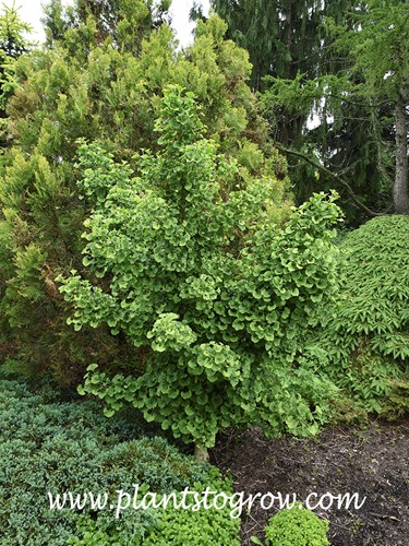 Gnome Ginkgo (Ginkgo biloba)